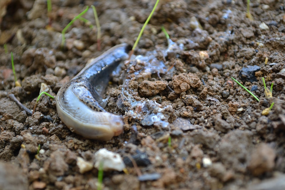 Wildlife mollusk slimy