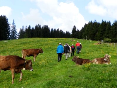 Mountain hike mountain meadow meadow