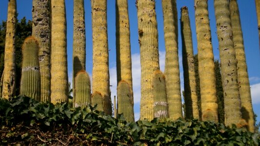 Botanical botany nature