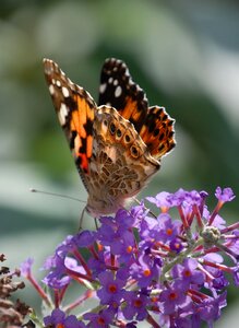 Wildlife macro wings photo