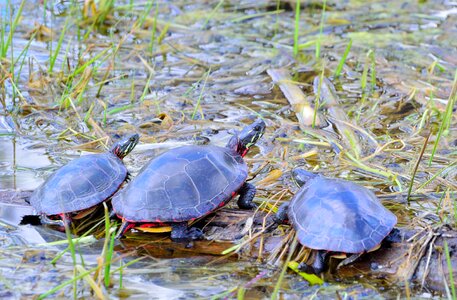 Wildlife aquatic shell