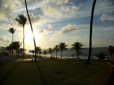 Mar coconut trees travel