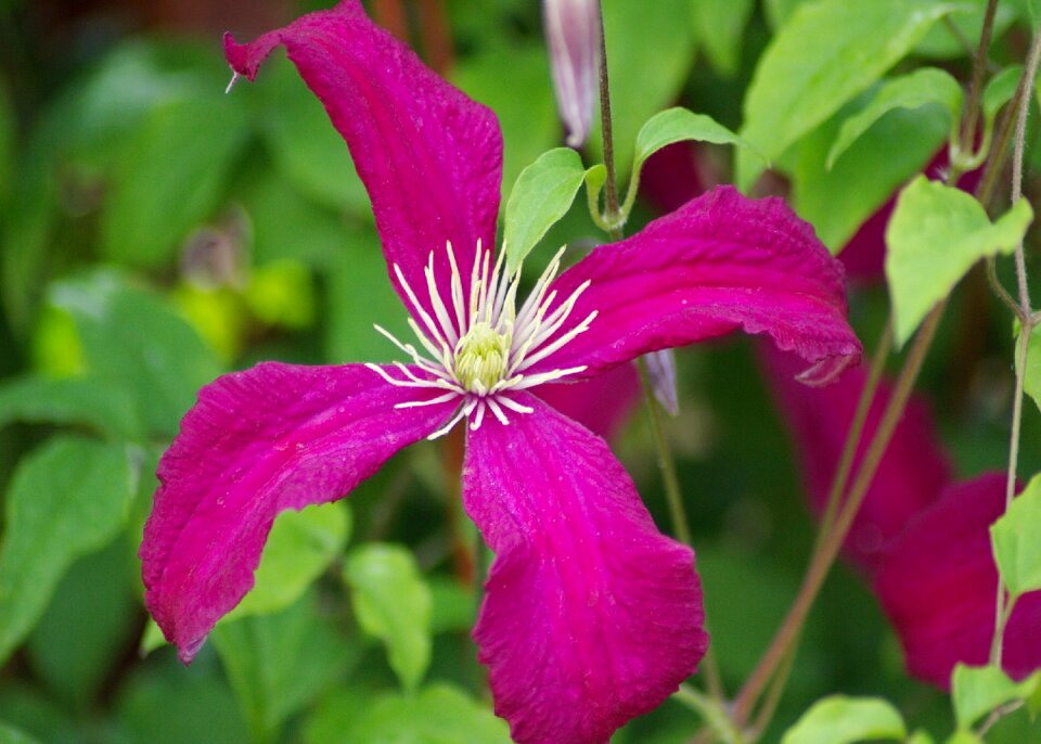 Summer bloom purple