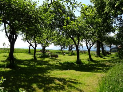 Summer tree idyllic