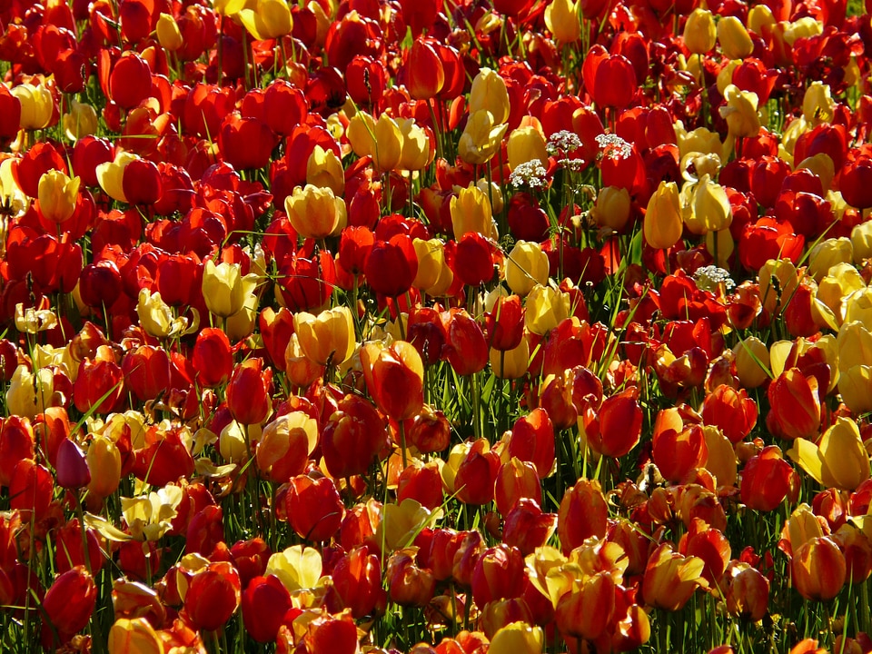 Seem shine through tulips