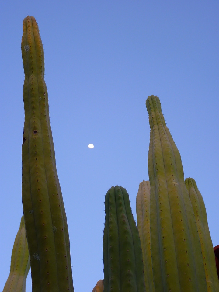 Plant spur moon