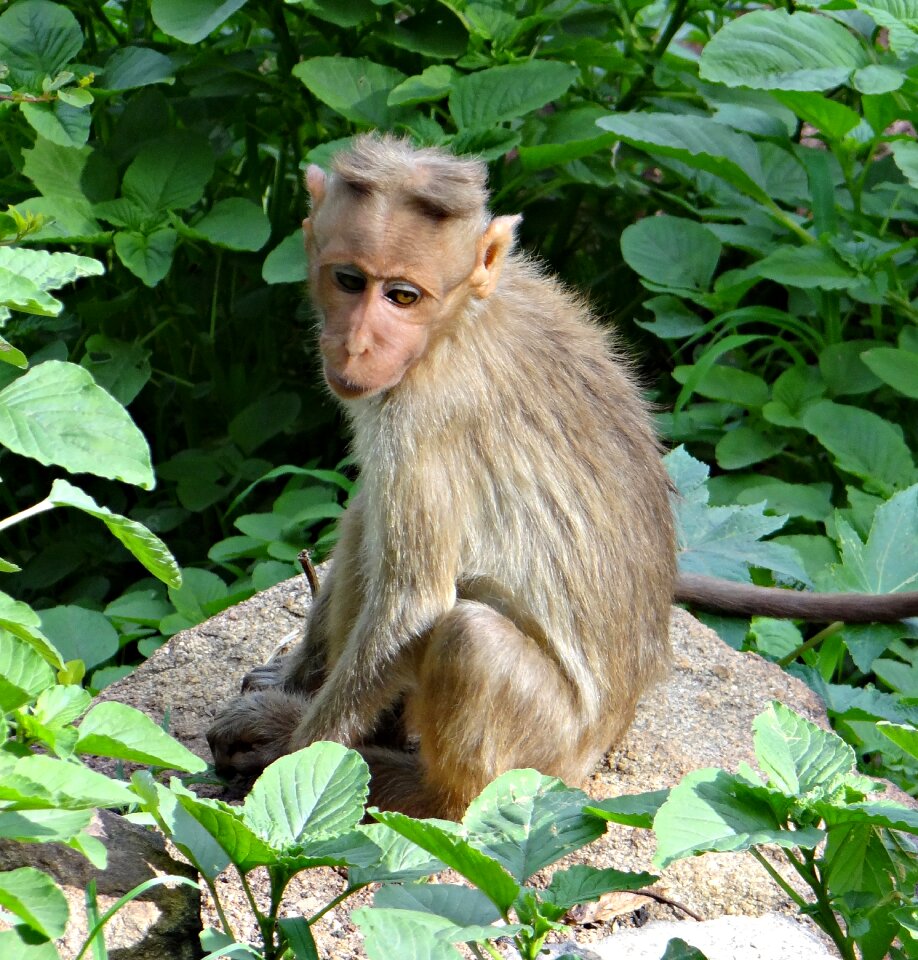 Monkey animal mammal