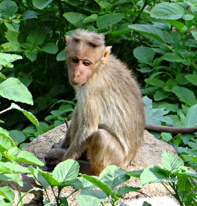 Monkey animal mammal photo