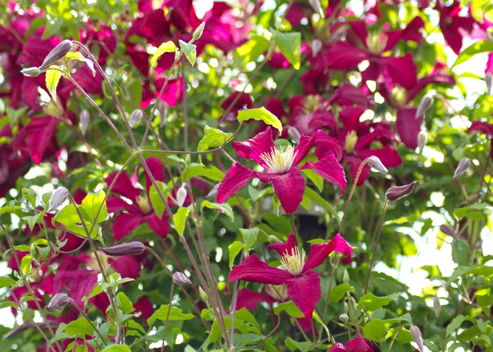 Summer bloom purple