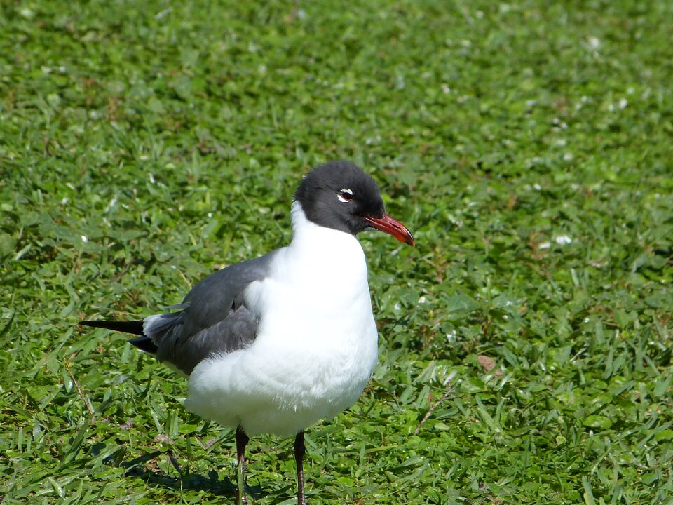 Florida gull green watch