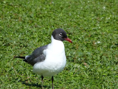 Florida gull green watch