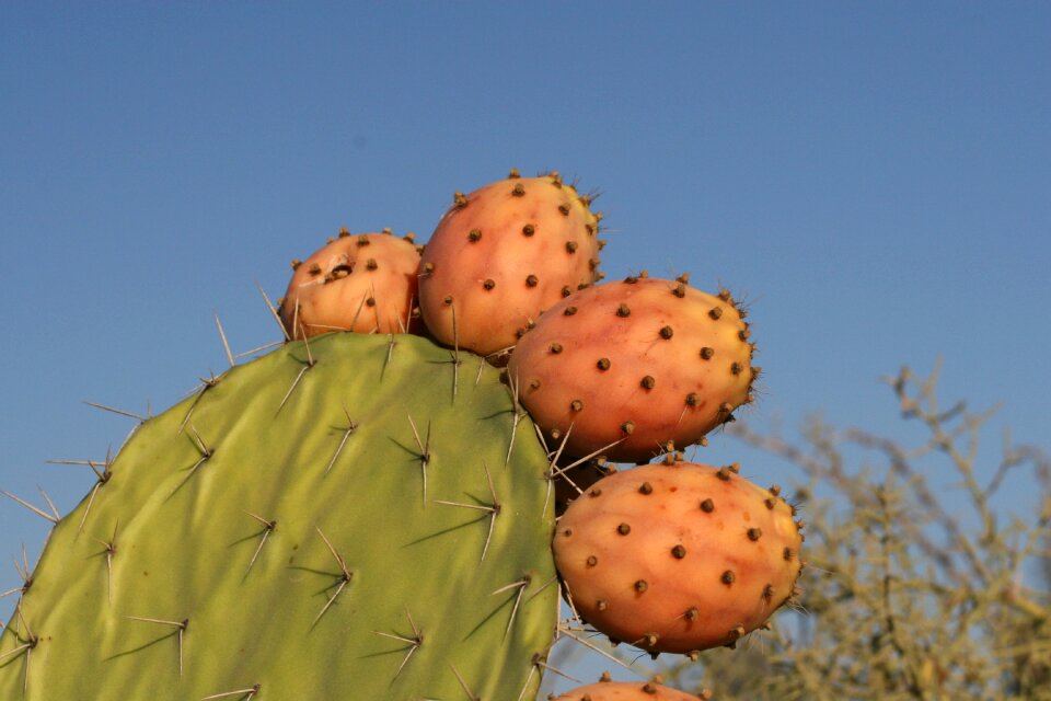 Plant botany cacti