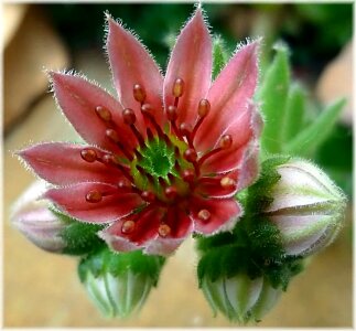 Sempervivum red macro photo