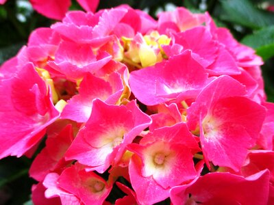 Ornamental shrub garden plant pink