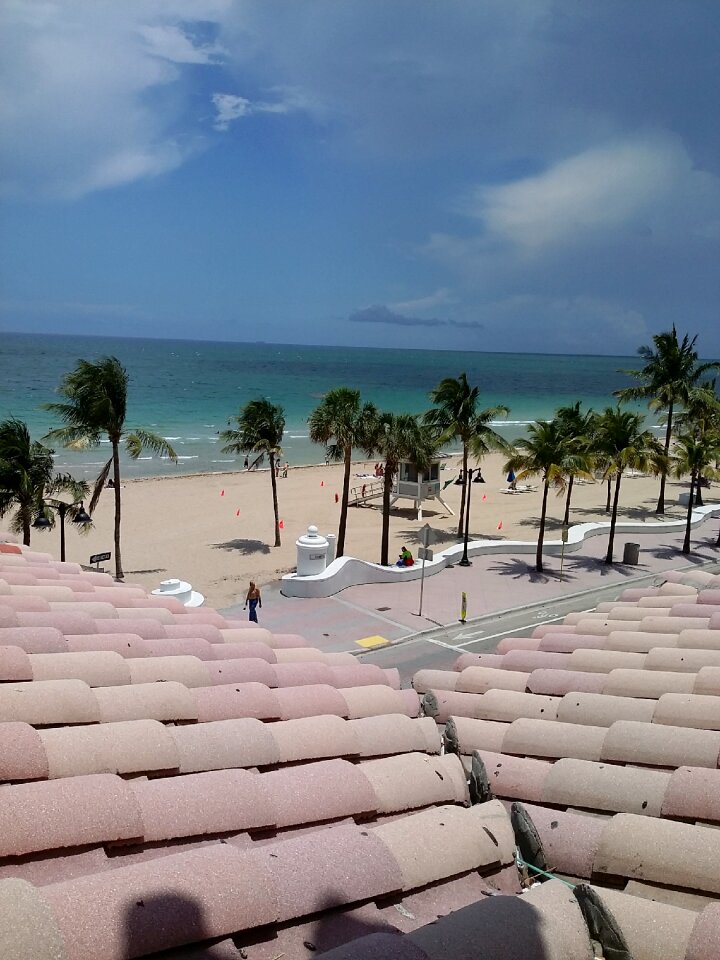 Palm tropical summer