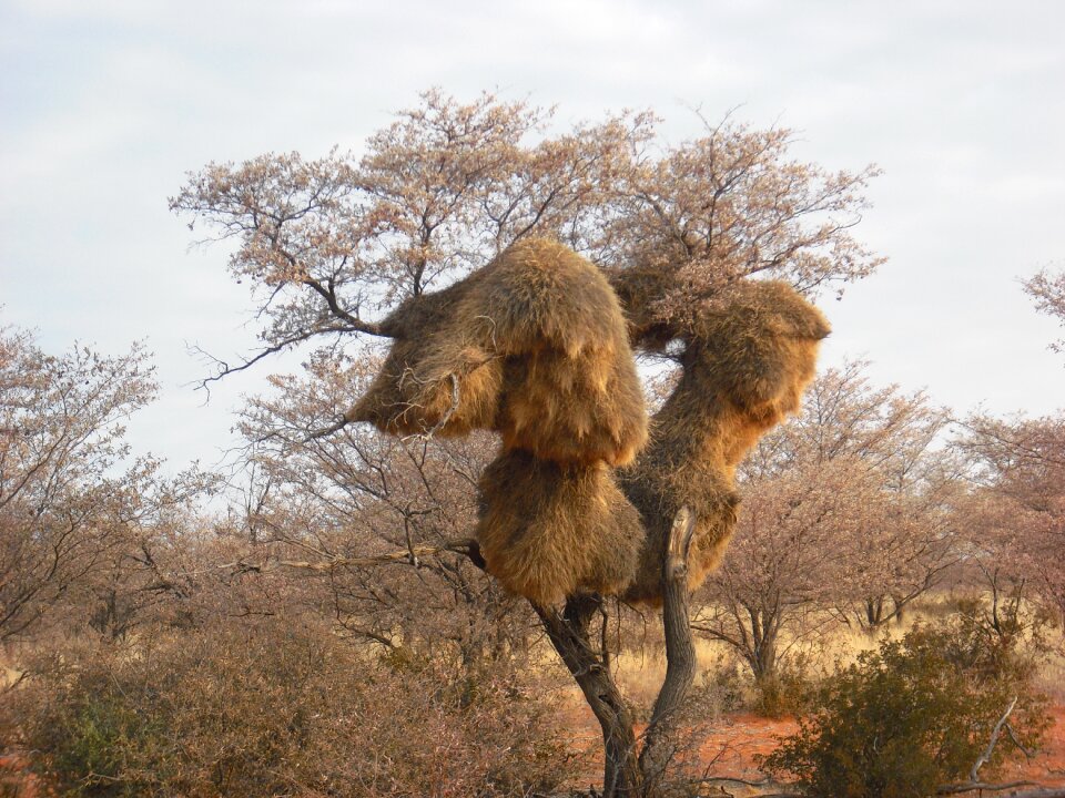 African tree