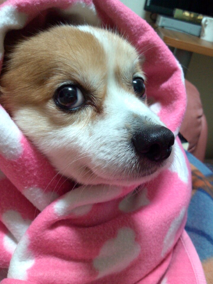 Dog puppy pet dogs