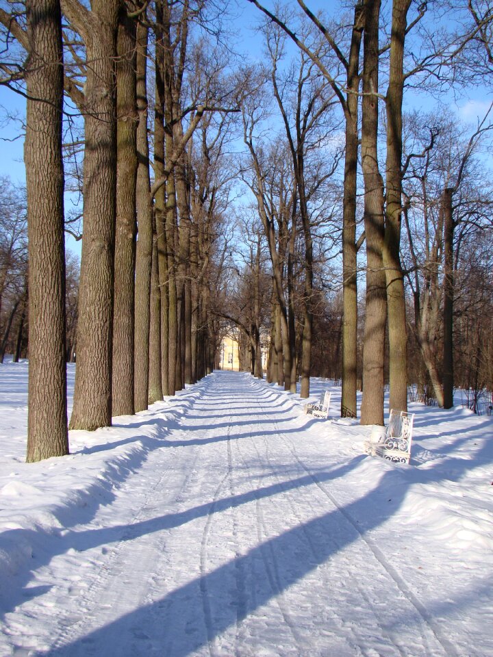 Snow winter shadow