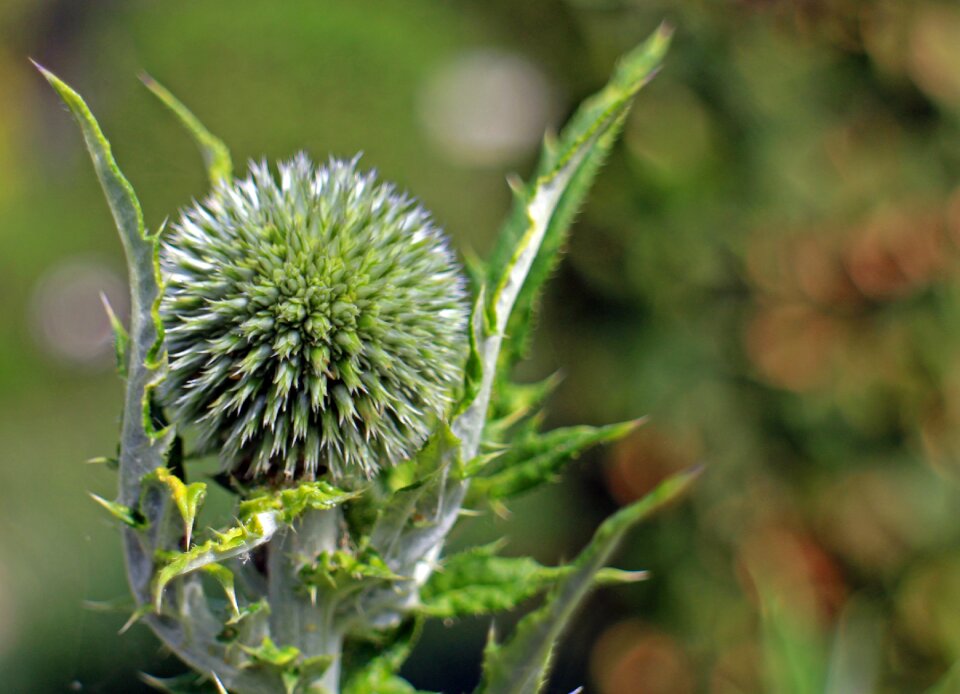Echinops plant flora
