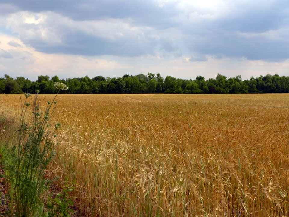 Cornfield clouds landscape