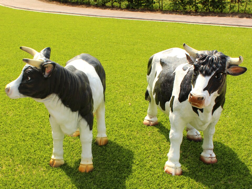 Bovine species oxen nature
