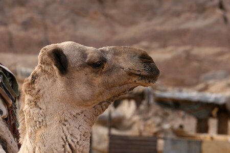 Animal portrait
