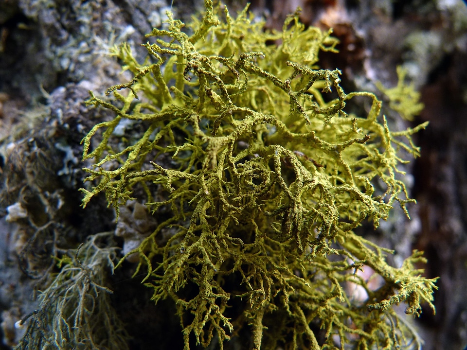 Yellow natural environment