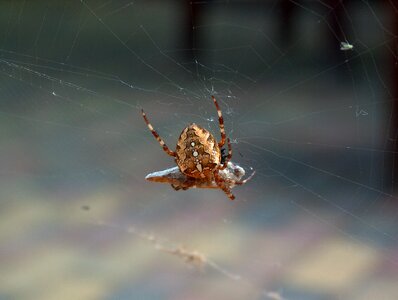 Cobweb insect web