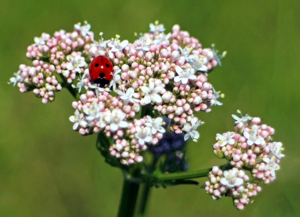 Beetle nature flower
