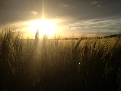 Sunset field evening