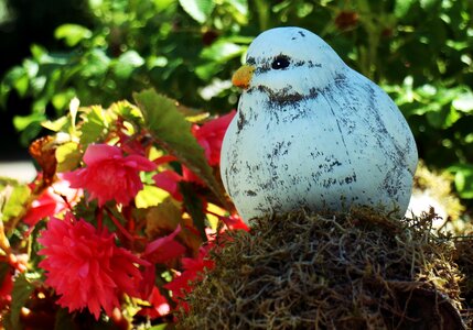 Dove bird nature