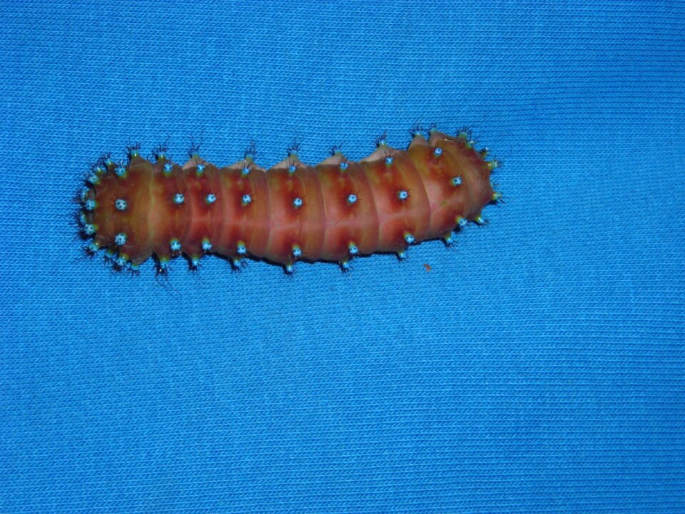 Blue animal