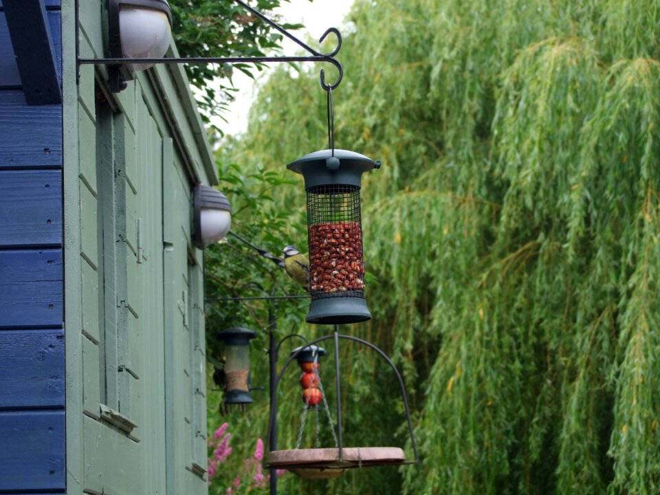 Feeding birds feeding