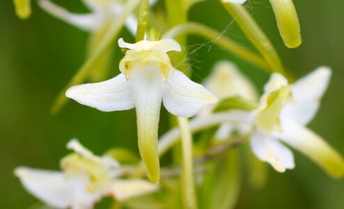 Bloom wild flower wild orchid