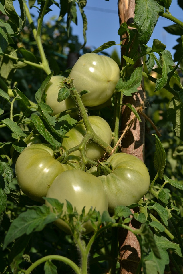 Tomatoe vegetable food
