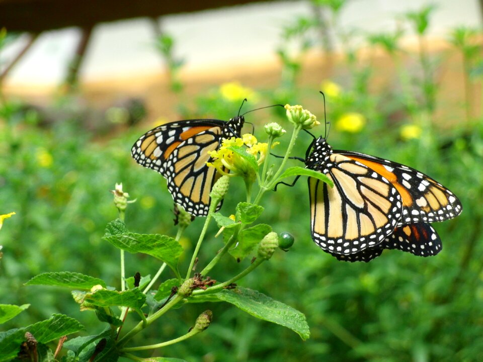 Butterfly gran canaria palmitos park