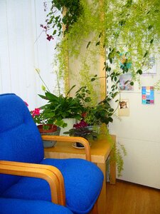 Blue chair indoor plants photo