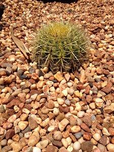 Cacti botanical summer