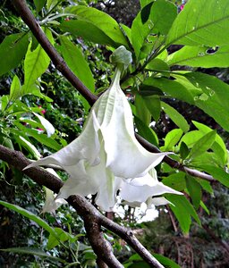Flower white brugmansia arborea photo