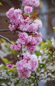 Tree branch blooming photo