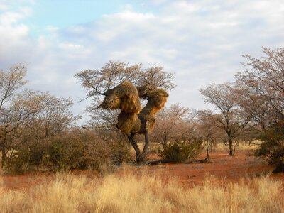 African tree