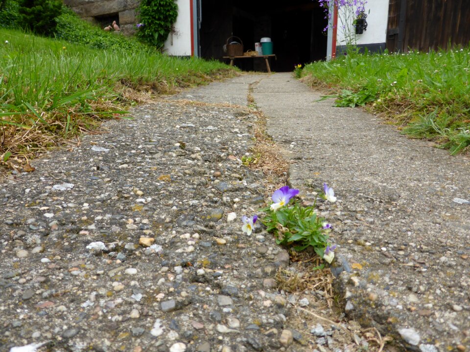 Asphalt pansy spring
