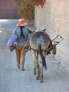 Beast of burden animal peru