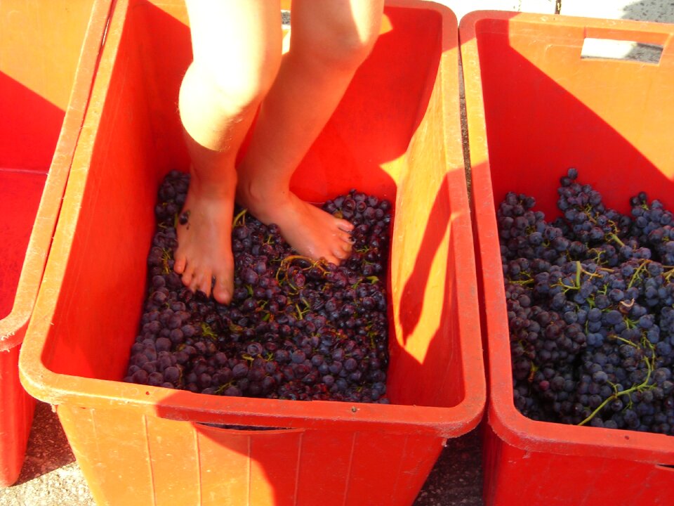 Grape stomping stampers