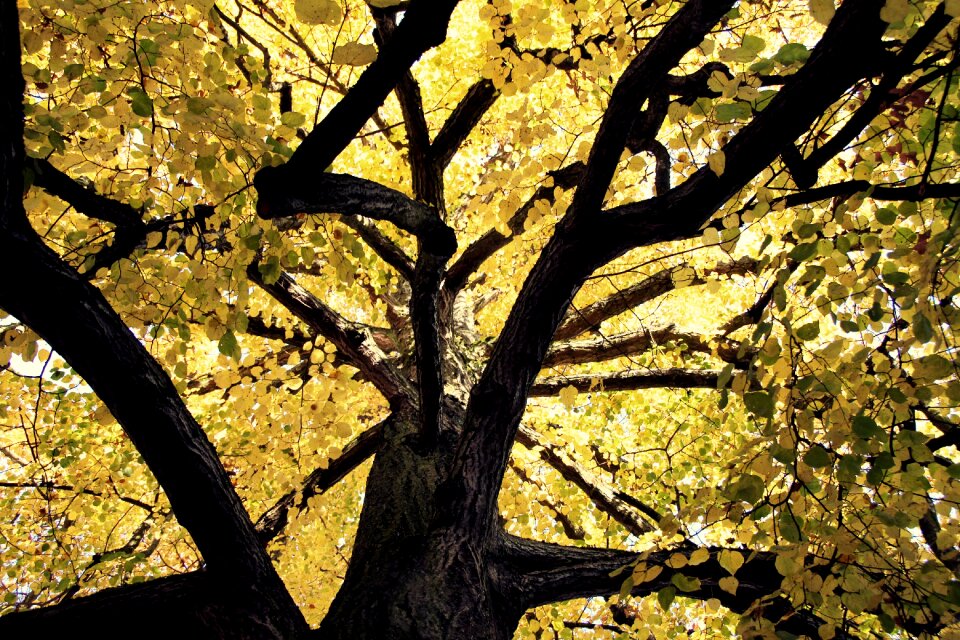 Leaves branches green