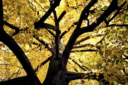 Leaves branches green photo