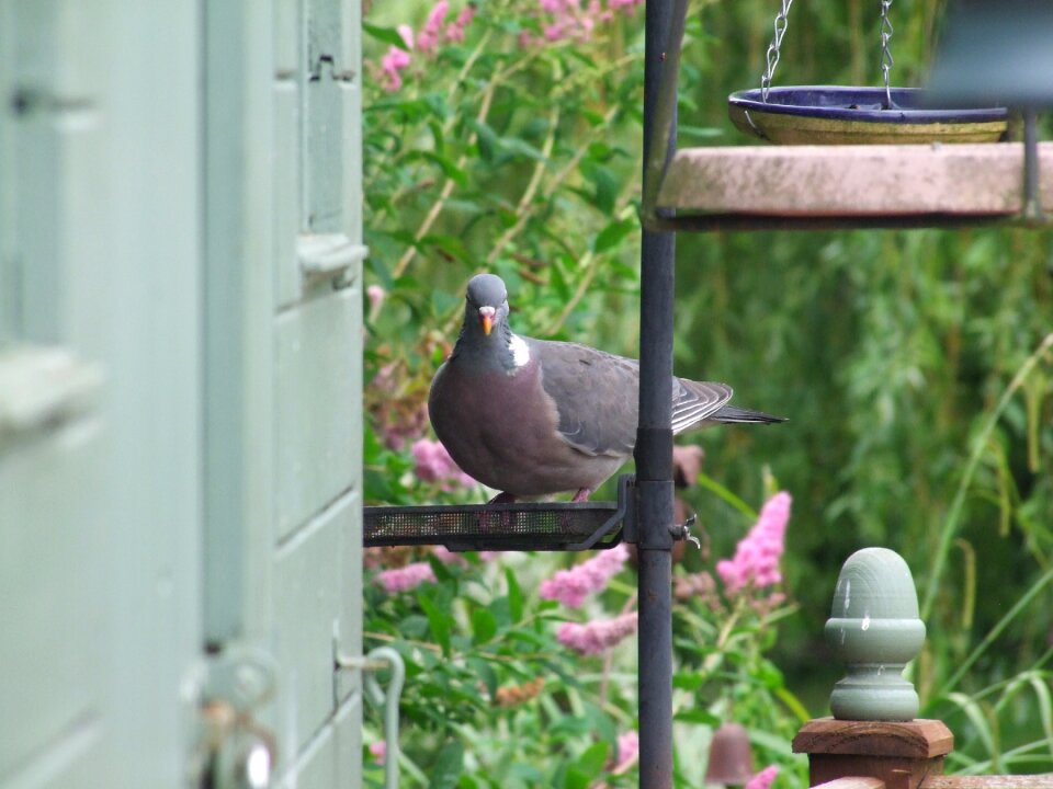 Bird garden