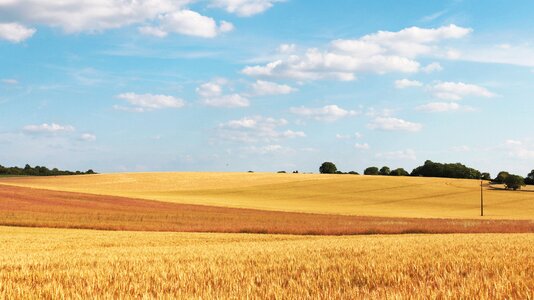 Wheat agriculture cereals photo