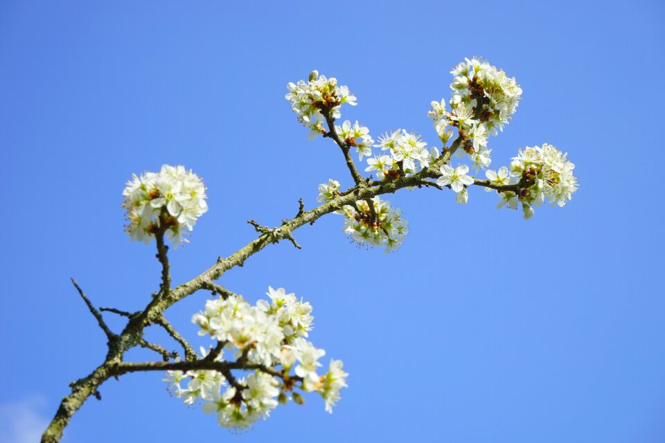 White bush blackthorn