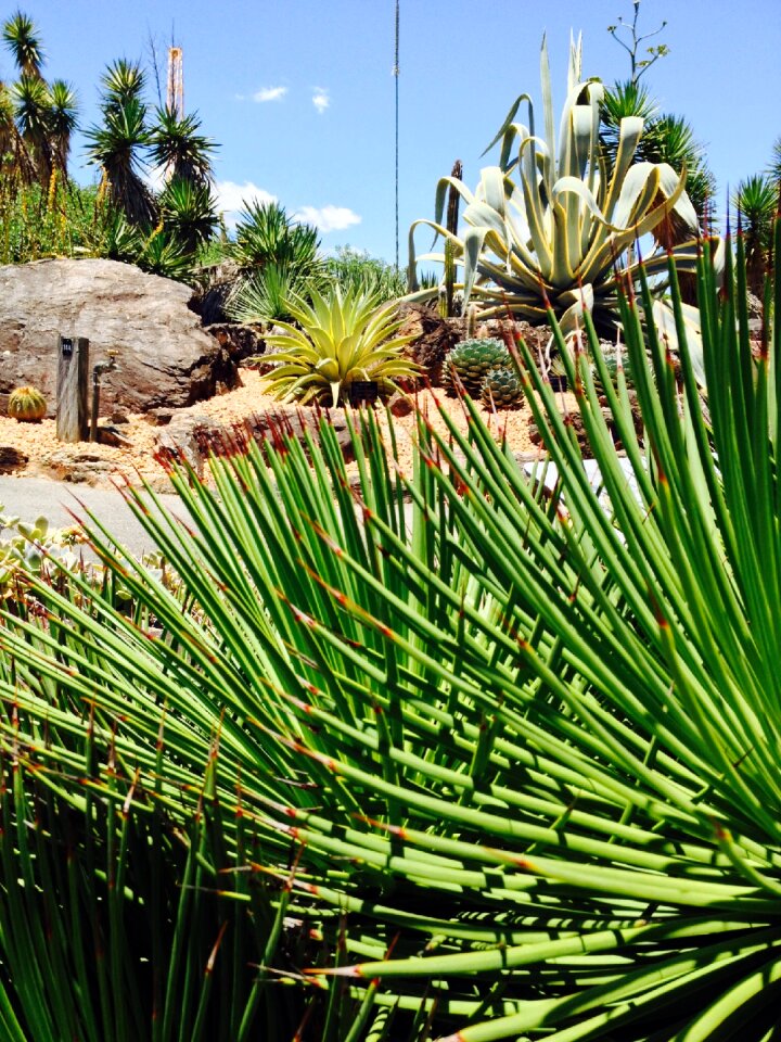 Plant cactus
